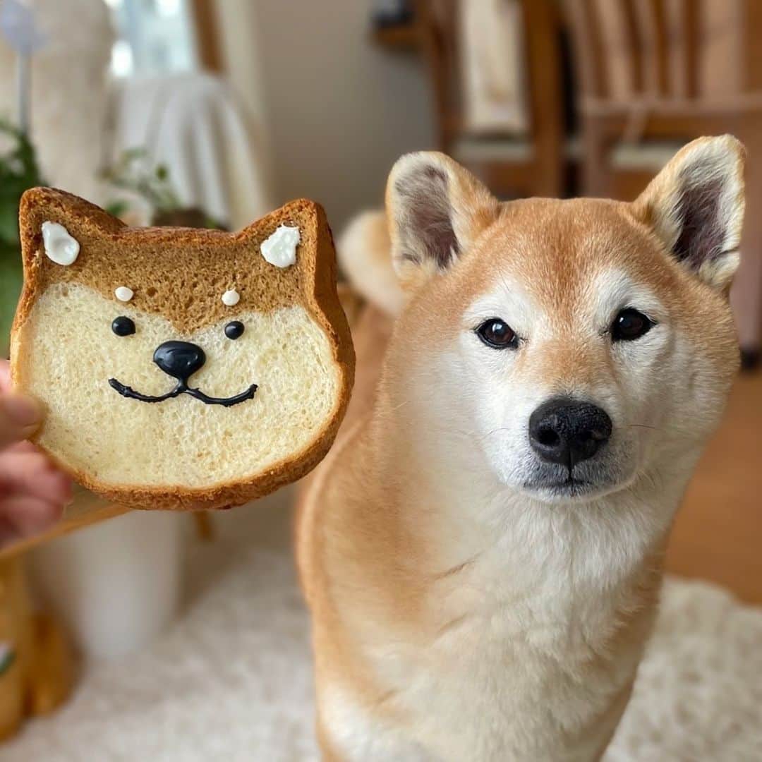 マロたんのインスタグラム：「パン屋さんで買った猫のパンをマロパンにしたった🐕🍞 かわいい(自画自賛)  #ねこねこ食パン じゃない #しばしば食パン ぽいなにか #柴犬 #shiba #shibainu #weeklyfluff」