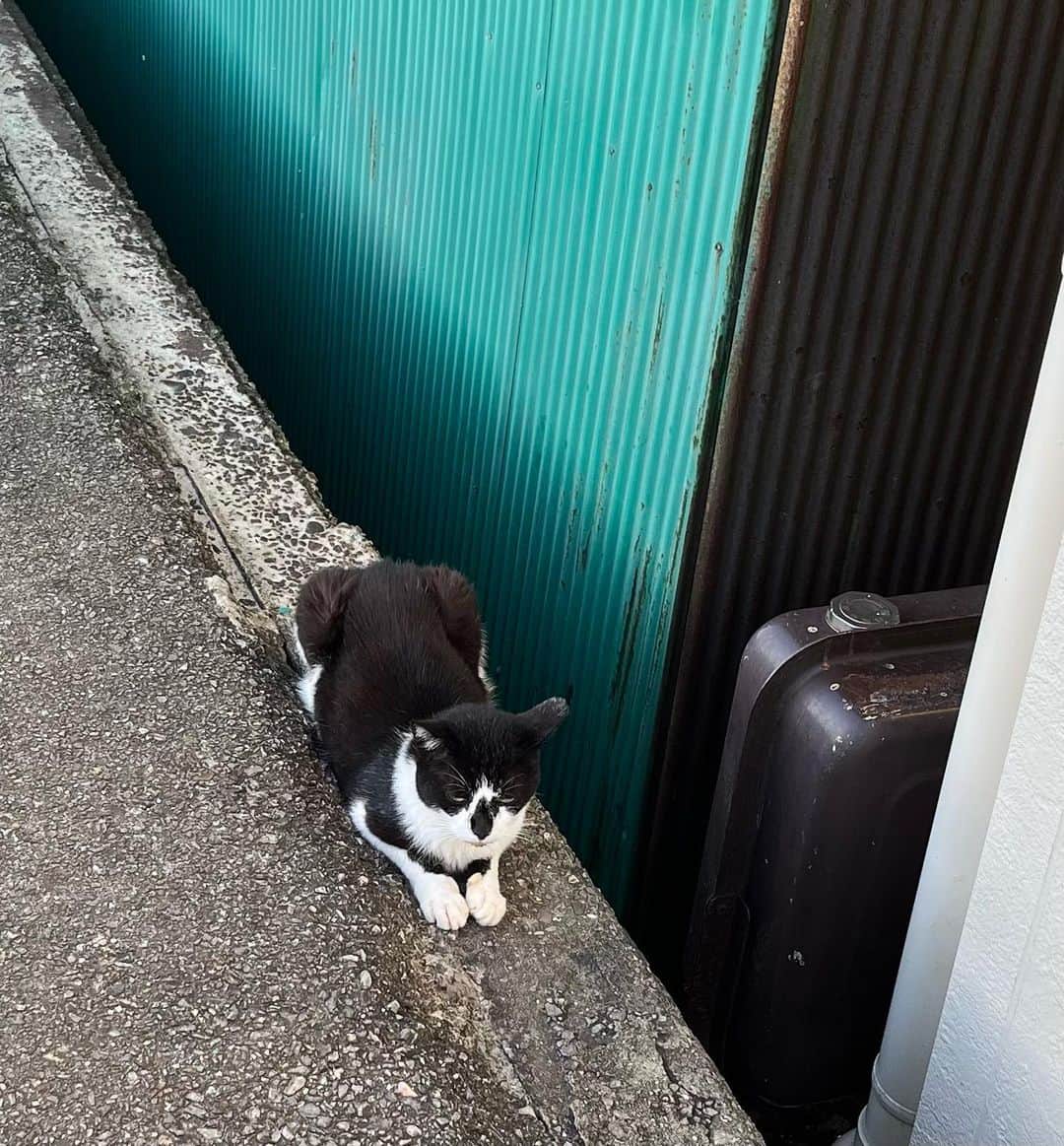 村上てつやさんのインスタグラム写真 - (村上てつやInstagram)「あと1週間で猫の日だそうで🐈  その頃SNS上ではニャーが溢れるでしょうから……  今のうちに去年撮ったマイベスト猫写真、置いておきます😆  #どこかの島  #ネコネテル」2月15日 3時45分 - iamtetsuyamurakami
