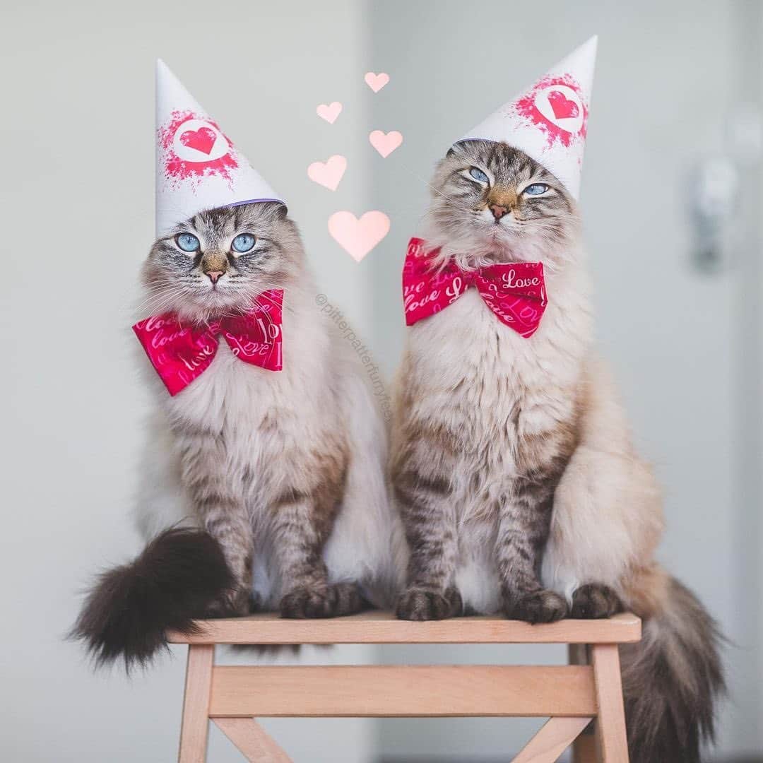 Holly Sissonのインスタグラム：「Happy ❤️ Day! ❤️🐱❤️ (📷: @hollysisson)  #cat #Siberiancat #bokeh #hearts #valentines」