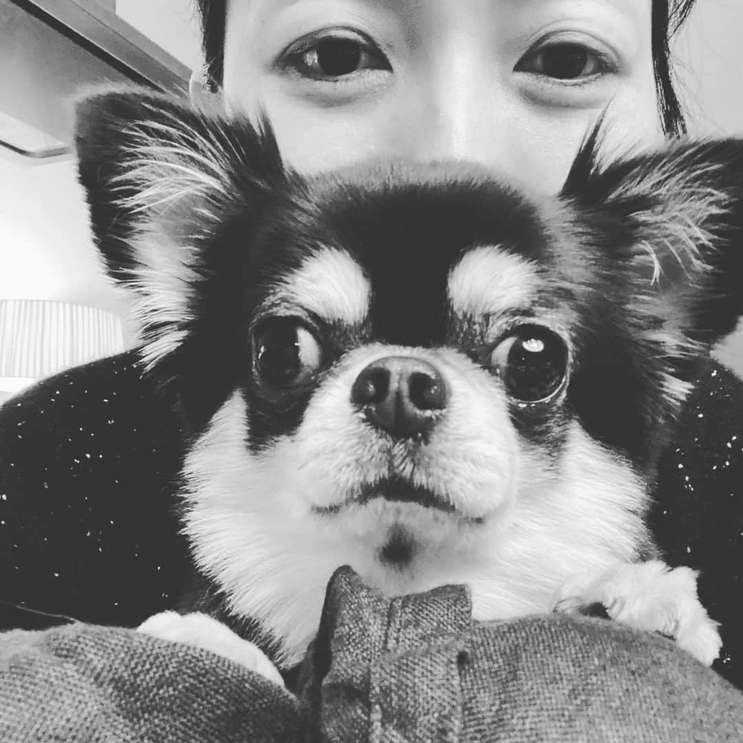 板谷由夏 のインスタグラム：「友人のワンコが我が家へ。 犬がフローリングを歩く爪の音が愛しい。」