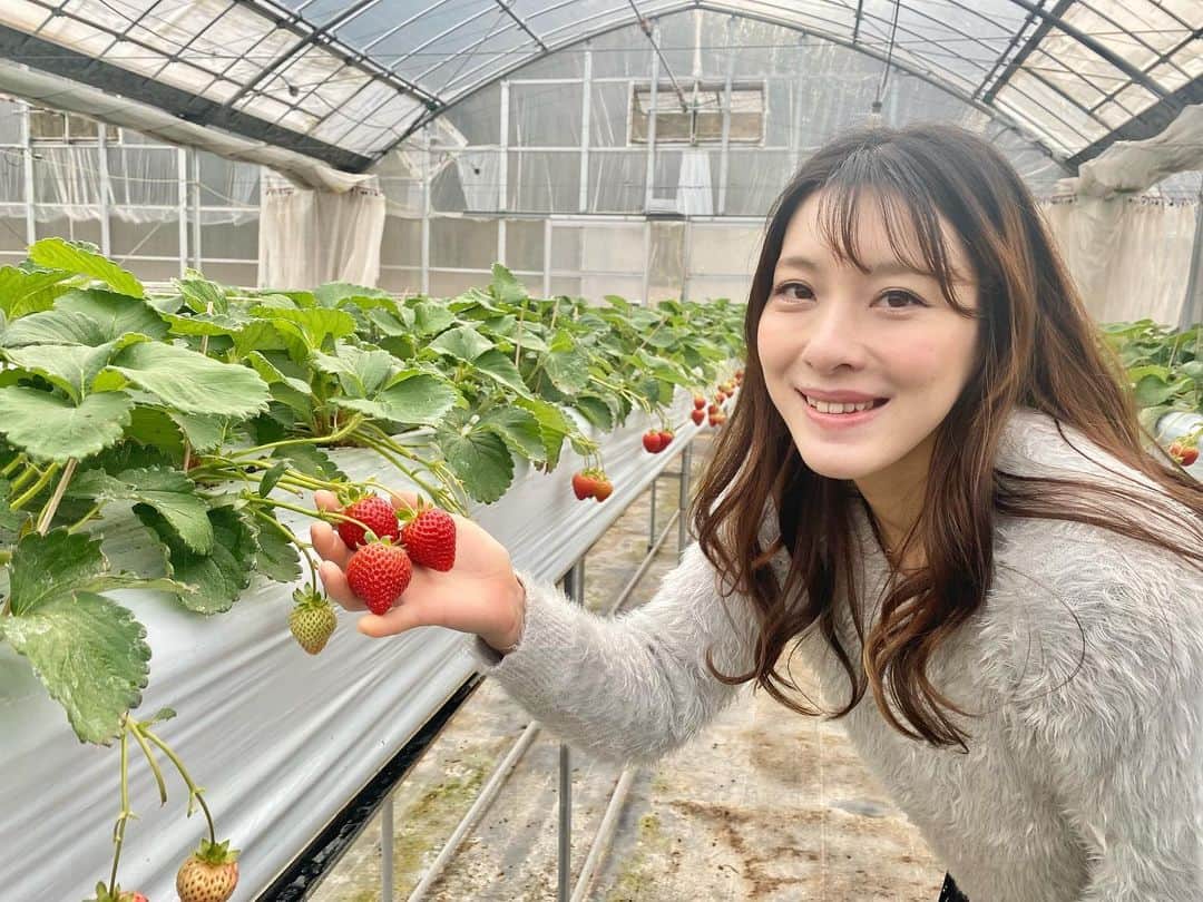 大田理裟のインスタグラム：「クライミングのみんなといちご狩りに行ったときの🍓✨ ⁡ 私はいちごを食べに行ったのか、 練乳を飲みに行ったのかわかりません🤣🤣 たくさん食べてお腹いっぱいだったのに マックのポテトは別腹でした😋🍟🔥 ⁡ #いちご狩り #🍓 #いちご」