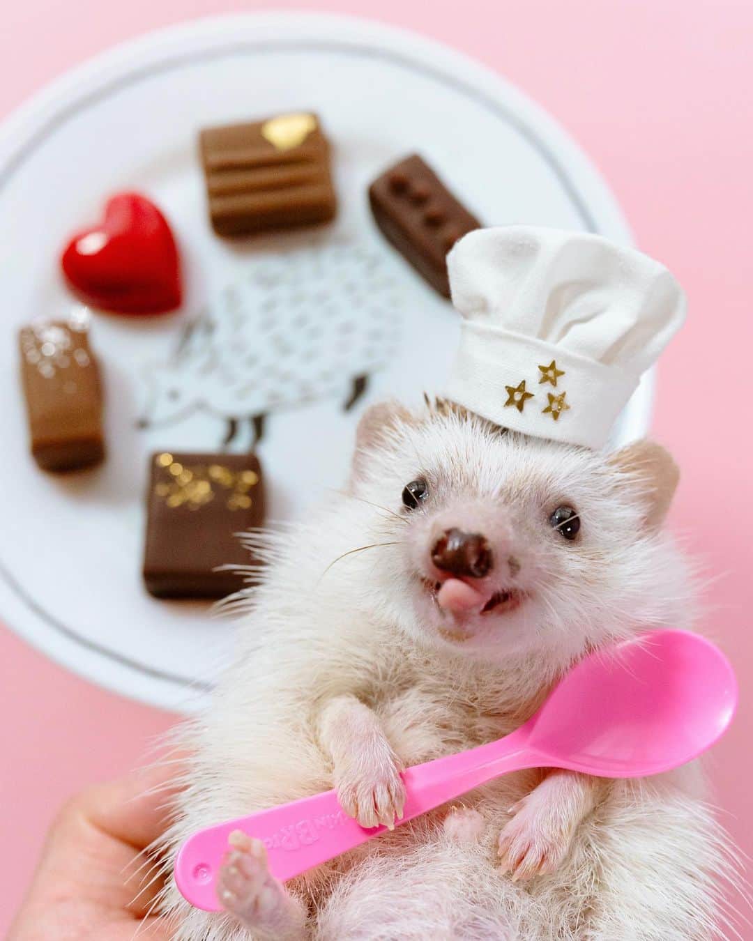 のインスタグラム：「Happy Valentine’s day 🦔🍫❤️✨  2枚目の何気ない横顔が好き🥰  #hedgehog#hedgie#cuteanimals#sigmaart#flyinghedgehogs#ハリネズミ#はりねずみ#igel#hérisson#riccio#erizo#고슴도치#刺猬#バレンタイン#valentines」