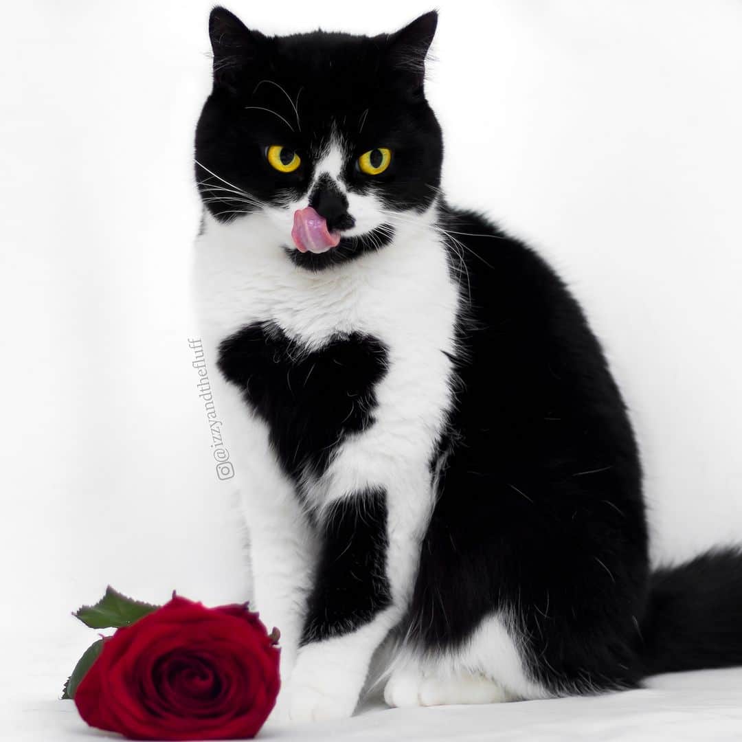 Zoe & Izzyさんのインスタグラム写真 - (Zoe & IzzyInstagram)「A special day to remember a very special cat. Happy Zoë day everyone.🖤 . . . . . . . . . . . .  #purr #instakitten #instakitty #katze #instapet #cutecat #pets #petlovers #gato #tuxedocat #happyvalentinesday #catlife #valentijnsdag #kawaii #heartcat #crazycatlady #valentines #petfluencer #catloversclub #heartsinnature #catlovers #weeklyfluff #pet #cats_of_instagram #instacat #ilovemycat #catsofinstagram #kitten #valentijnsdag #happyvalentinesday」2月14日 23時00分 - izzyandthefluff