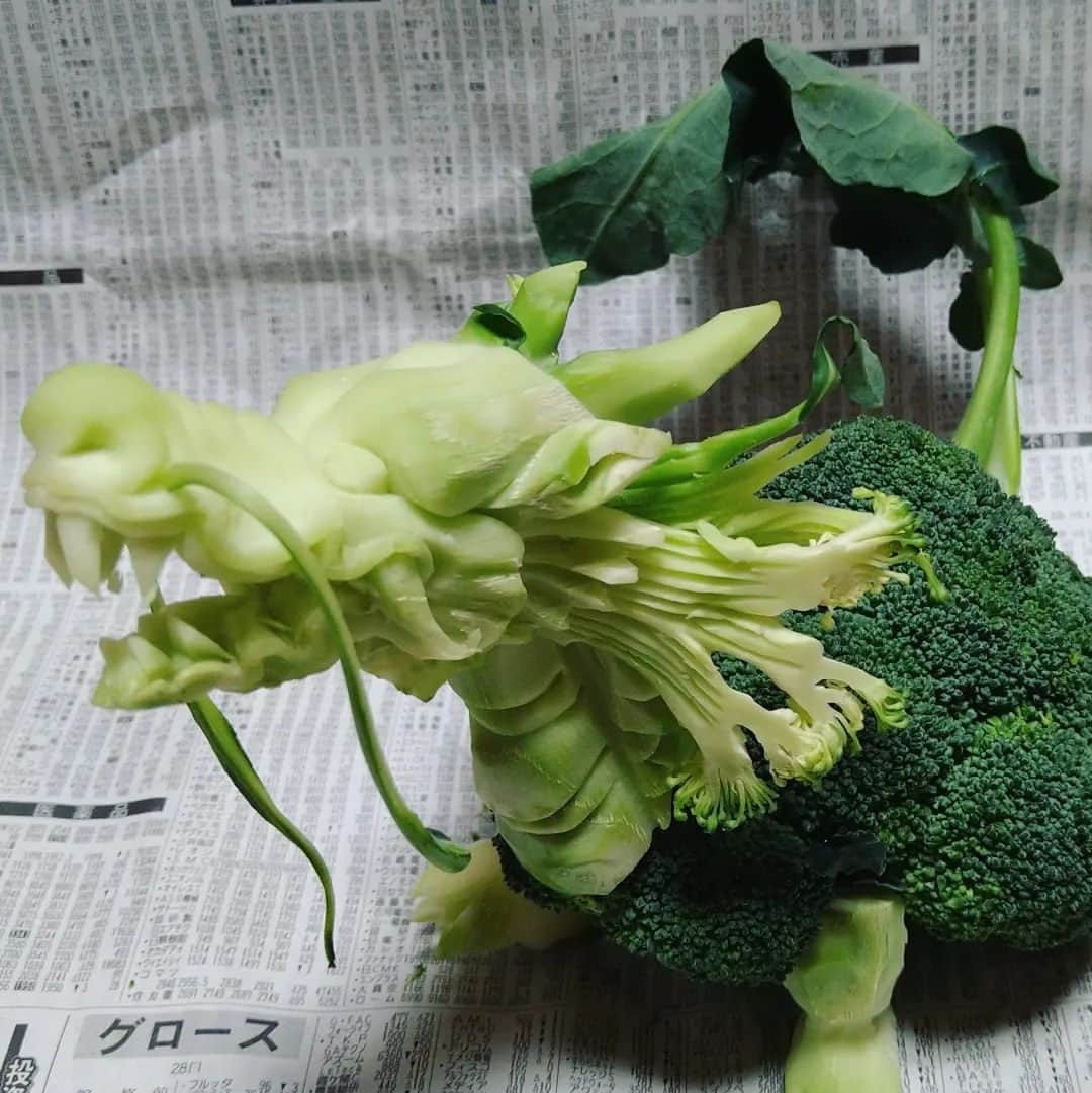 gakuさんのインスタグラム写真 - (gakuInstagram)「🥦→🐉🐢龍頭龜 Made with broccoli. dragon head turtle  目を彫る時は大事  #中国彫刻#carving  #野菜アート#🥦 #🐉 #🐢」2月14日 23時01分 - gakugakugakugakugaku1