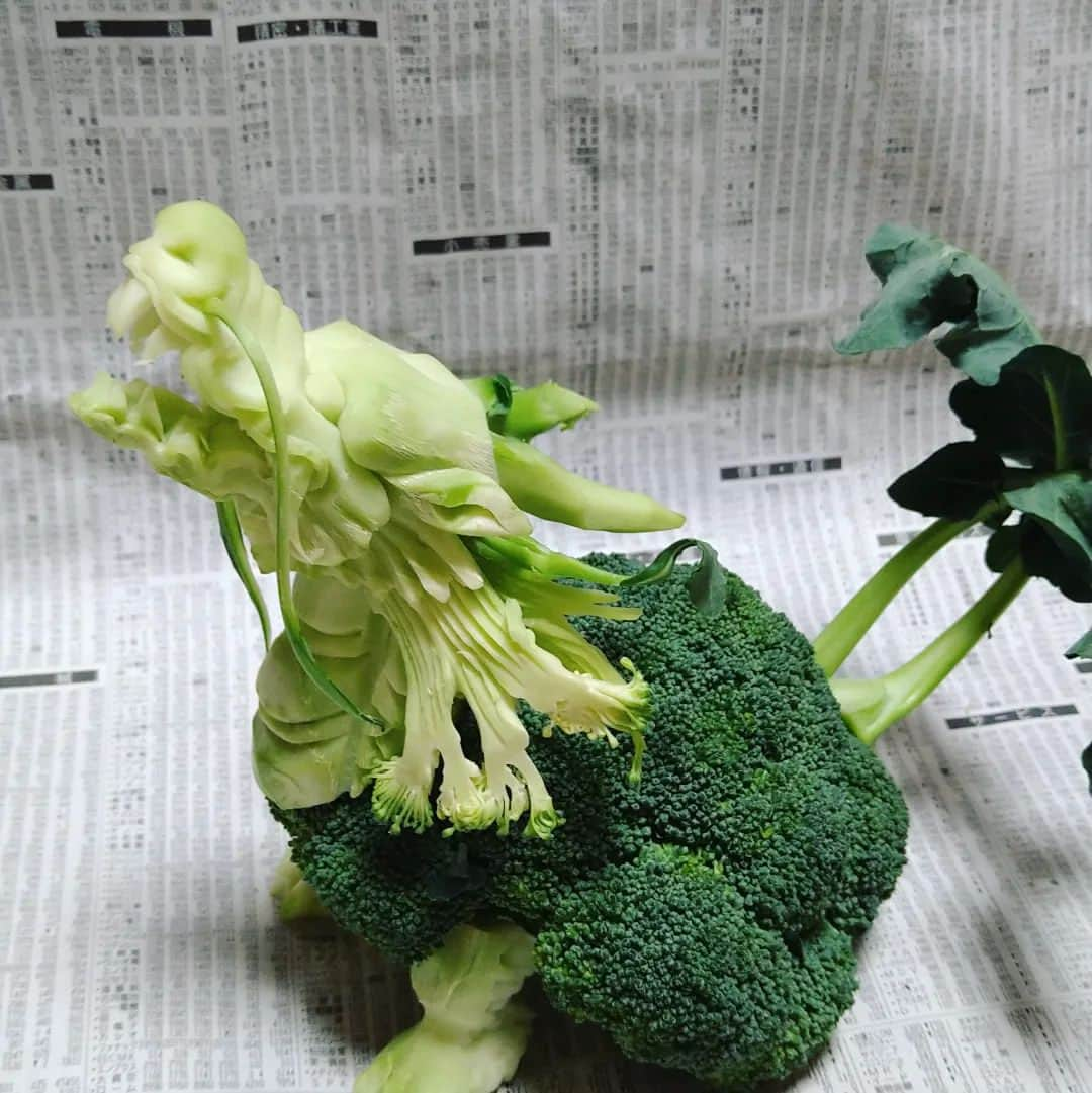 gakuのインスタグラム：「🥦→🐉🐢龍頭龜 Made with broccoli. dragon head turtle  目を彫る時は大事  #中国彫刻#carving  #野菜アート#🥦 #🐉 #🐢」