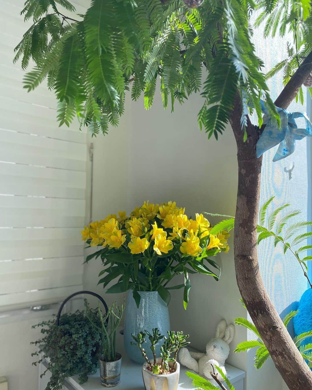 加藤圭さんのインスタグラム写真 - (加藤圭Instagram)「#アルストロメリア という花 .* ⚘  1年を通して花屋に出回っているそうで、 白、赤、ピンク、黄などの色があって 黄色のアルストロメリアを束で買いました＾＾  西麻布にある 花屋という名前のお店で、 これだけの量で2千円ちょっとで 安く新鮮なお花買えました✨  束で沢山の花を買いたい時 おすすめです.*⸜ ·͜· ⸝*.  pic2の 右の大きい木は #エバーフレッシュ 🌳 と 手前のは #宇宙の木ゴーラム  #ピレアグラウカ  と、長いアスパラみたいなのは なんていう名前だったか思いだせない (･･、) ☘ ̖́-  花粉を1本1本とって生けると 後から花粉が落ちてきて大変なことにならずに、後、長持ちするみたいです🌼*･  1か月くらいもってほしいなぁ > ̫ <;  それでは また  .* ⚘  ✿.•¨•.¸¸.•¨•.¸¸❀✿❀.•¨•.¸¸.•¨•.✿  #大きい木ほしい #花のある暮らし #花 #花束 #flowers #girl #観葉植物のある暮らし #観葉植物すきな人と繋がりたい #photo #nature #love #エバーフレッシュ」2月15日 0時18分 - kei_kato_