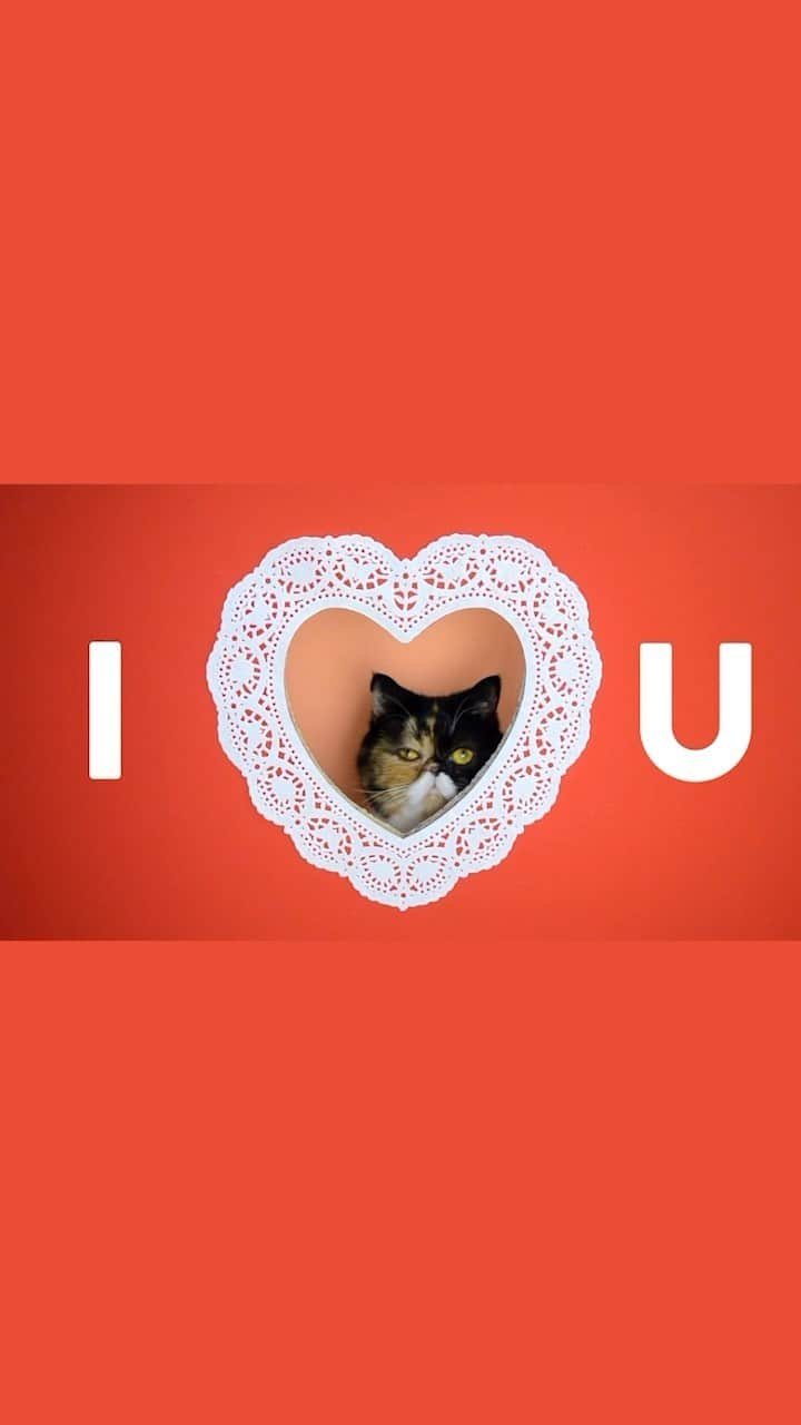 Pudgeのインスタグラム：「Just discovered this YouTube video I made so many years ago. Pudge must only be a few years old in this video 🥹 which clip would you send to your valentine? Tag them! ❤️   #valentines #valentine #cutecats #pudgethecat #vday #catsofinstagram #cute #heart」