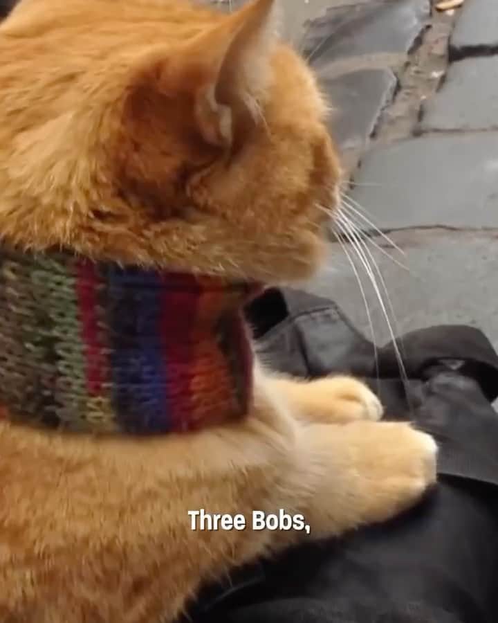スティーヴン・フライのインスタグラム：「I present our sixth episode of @happenedherestories - Three Bobs, featuring @bobmarley, a @streetcatnamedbob and a new hairstyle for the 60s...Listen wherever you get your podcasts! #happenedhere #followthefootprint」