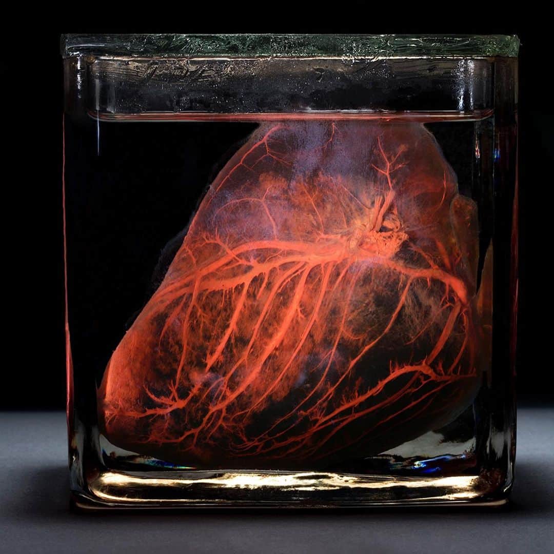 Robert Clarkさんのインスタグラム写真 - (Robert ClarkInstagram)「I few years back I had the opportunity to work on a story for @natgeo on Healing the Human Heart. While working with the uncompromising @kurtmutchler, my editor on the story, we located a human heart stored in a glass jar at the @muttermuseum in Philadelphia, Pa. Thinking that this could make a good cover for the magazine, I went and shot the heart with a few different looks. The ancient Greeks believed that the center of love & emotion was the liver, I am not sure if it is the heart liver or brain, I’m not sure of any of that, but I do know that the heart made an elegant cover for our story. Happy Valentine’s Day.」2月15日 3時09分 - robertclarkphoto