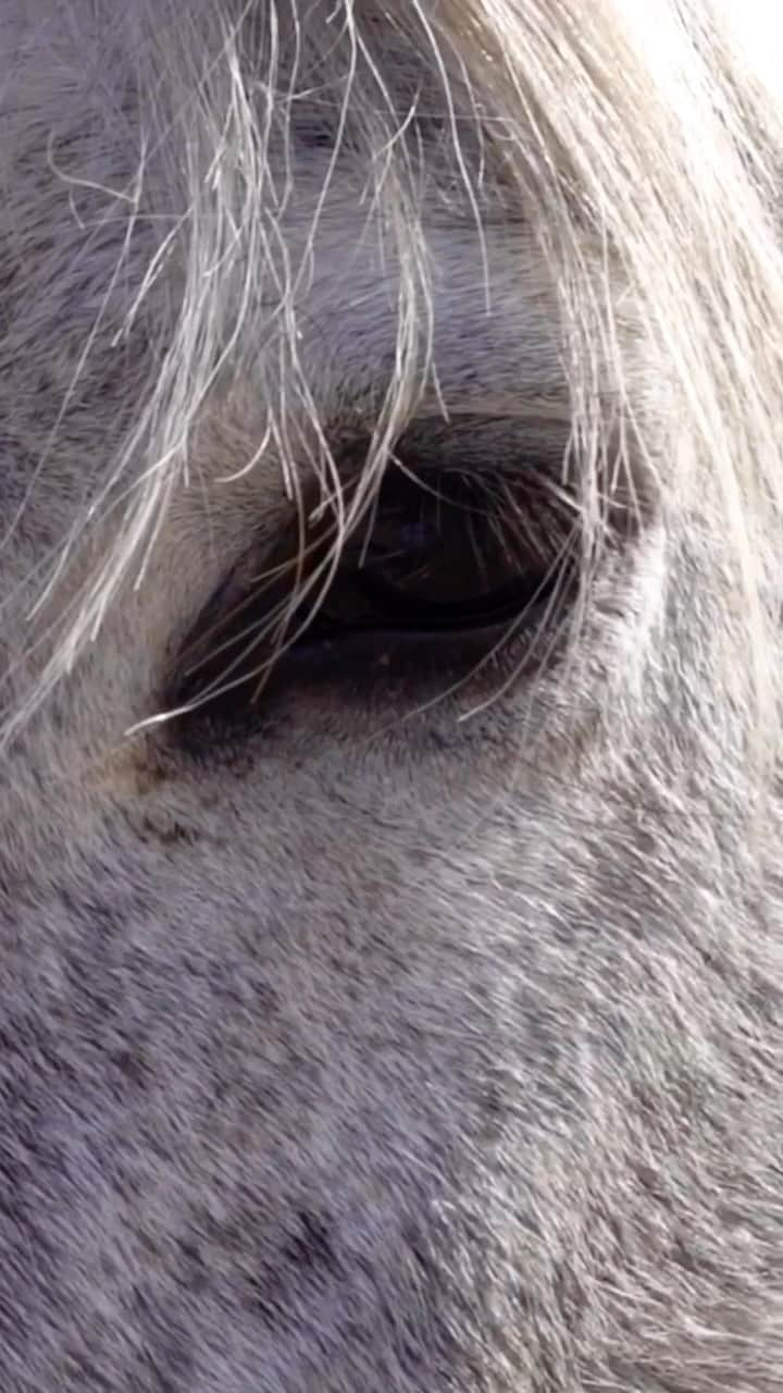 マッケンジー・フォイのインスタグラム：「An update on Whisper of the Wild. When whisper went to the hospital to have her infected tooth removed, which was successful and she is now fully healed. The vets noticed something wrong with her eye.  Whisper is completely blind in her left eye.  There is no way to know how this happened to her. It could be genetic and she was born with it, or she could have had some form of injury to her eye.  What we do know, is that it does not cause her any discomfort or pain, she just can’t see out of that eye. I am so proud of her for being so trusting and willing to try new things with us as we start her training. She is a truly incredible pony.」