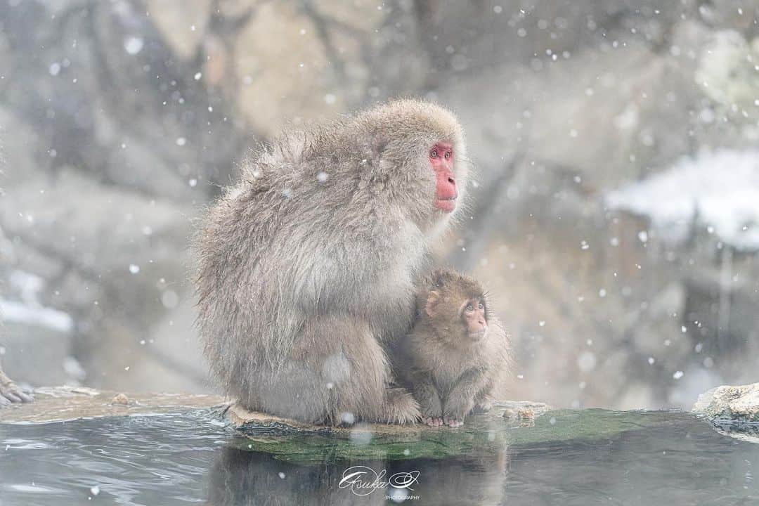 Asuka（明日香）のインスタグラム：「* * 寄り添いあう親子🐒 * *  α7RIII × FE100-400mm F4.5-5.6 GM OSS  #地獄谷野猿公苑 #snowmonkey #スノーモンキー  #snow_monkey #サル #モンキー #monkey #wildlife #wildlifephotography #animalshots #japan #sonyalpha  #SonyImages #alpha_newgeneration #yourshotphotographer #sony #猿 #animal #わたしのやまのうち #長野のいいところ #長野 #nagano #α7R3 #A7RIII #温泉 #hot_spring」