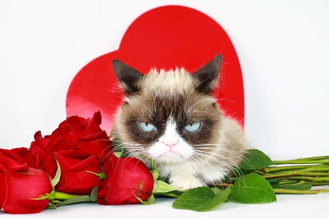 Grumpy Catさんのインスタグラム写真 - (Grumpy CatInstagram)「Have a terrible #ValentinesDay 😾❤️」2月15日 8時26分 - realgrumpycat