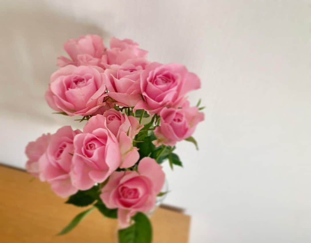 東麻美のインスタグラム：「お花を撮るのってむずかしいなぁ〜  昨日より元気になってよかった！  ピンク♡  #valentine'sday」