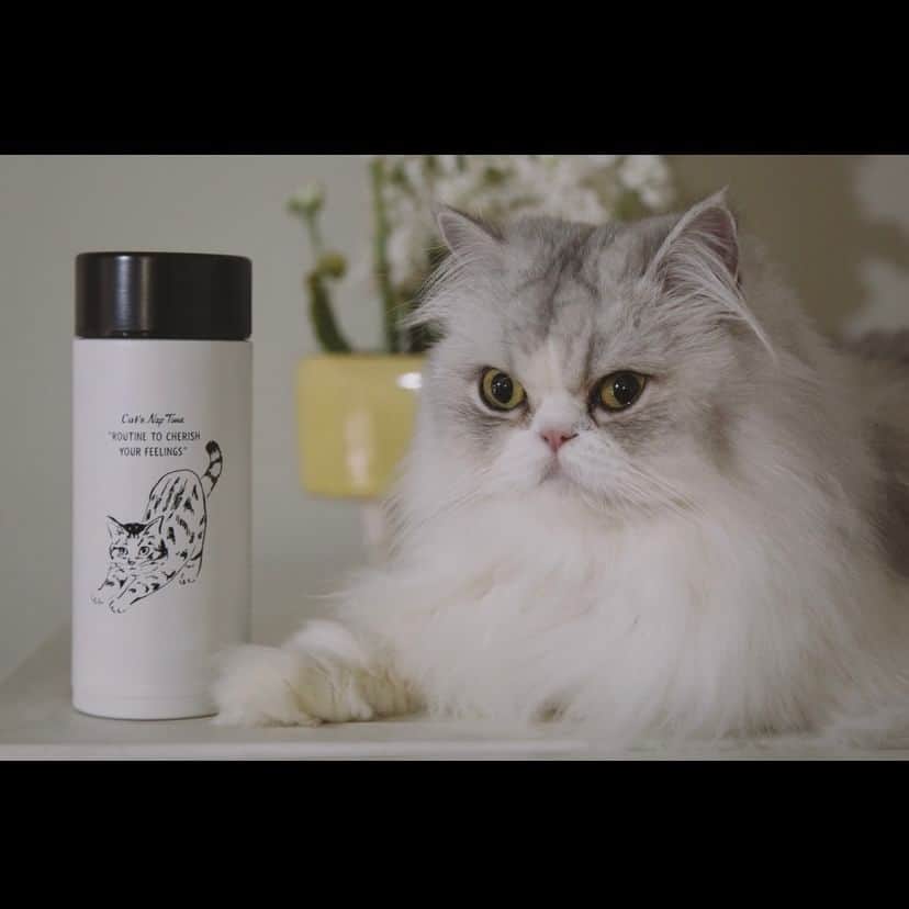 Cat's NapTimeのインスタグラム