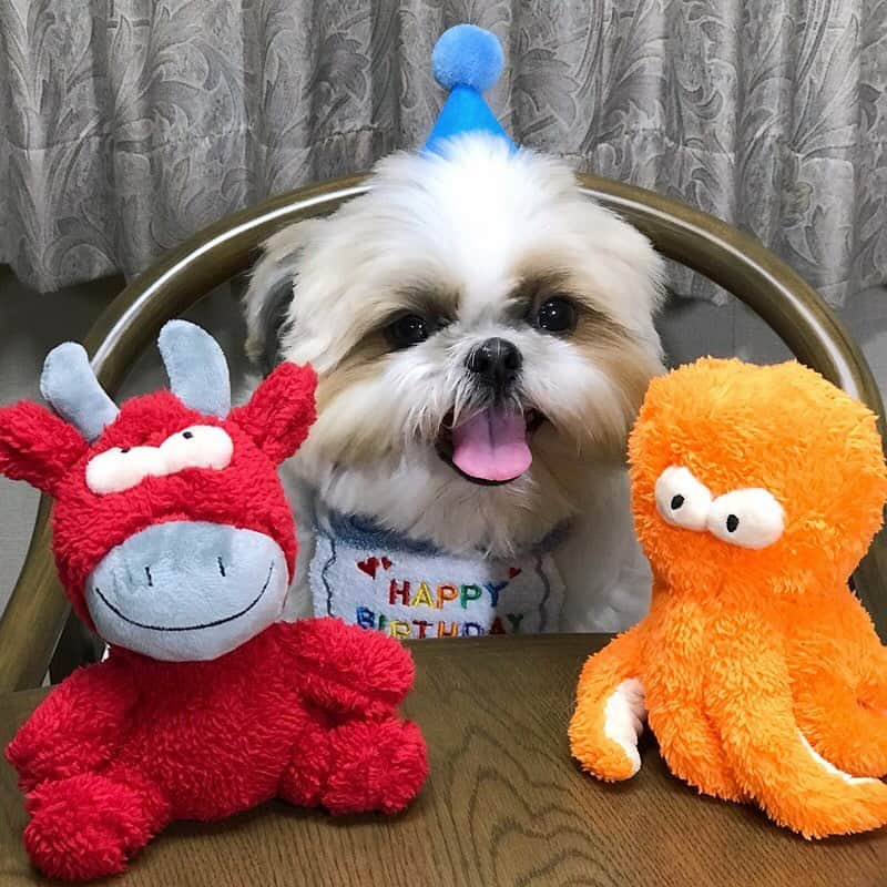 りんくのインスタグラム：「Happy 8th Birthday! 🎉🥳🎈 #birthdayboy ・ 8歳のボクもよろしくね🐶✨ プレゼントは意地悪なお顔のタコさんとウシさんでつ🐙🐮💕」