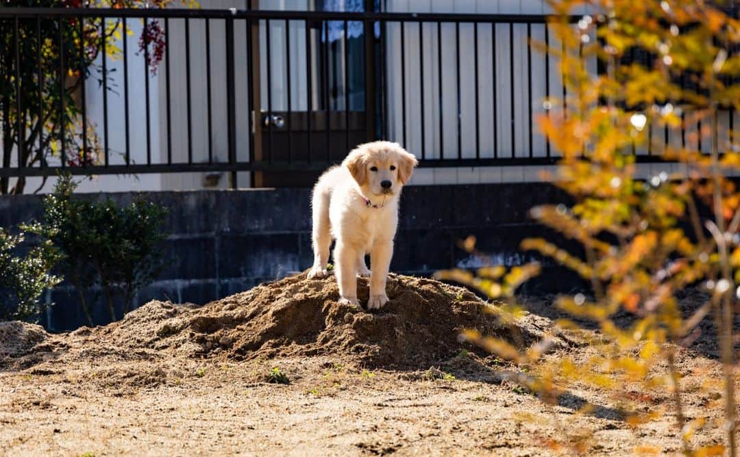 餅付きなこさんのインスタグラム写真 - (餅付きなこInstagram)「あーちゃんが初めてお庭に出た時のエピソード。  土を盛っただけの山を一生懸命のぼって、上でじっと止まってたのがすごく可愛かったな♡  現在はアイビーが走り回っても泥だらけにならないように、お庭を整備しています😊  #漫画 #イラスト #犬漫画 #絵日記 #エッセイ漫画 #コミックエッセイ#マンガ #日常漫画 #ゴールデンレトリバー #goldenretriever #ゴールデンレトリーバー #犬と生活 #4コマ漫画 #犬 #dog #dogstagram #instadog #わんこ #ふわもこ部 #いぬ #ilovemydog #いぬのきもち #大型犬 #大型犬のいる生活 #まめとアーティ #餅付きなこ #おさんぽですし！」2月15日 15時53分 - kinakomochitsuki