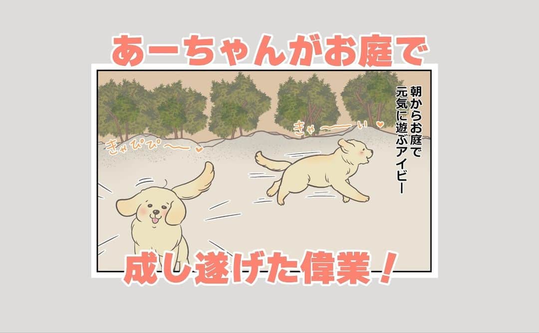 餅付きなこのインスタグラム：「あーちゃんが初めてお庭に出た時のエピソード。  土を盛っただけの山を一生懸命のぼって、上でじっと止まってたのがすごく可愛かったな♡  現在はアイビーが走り回っても泥だらけにならないように、お庭を整備しています😊  #漫画 #イラスト #犬漫画 #絵日記 #エッセイ漫画 #コミックエッセイ#マンガ #日常漫画 #ゴールデンレトリバー #goldenretriever #ゴールデンレトリーバー #犬と生活 #4コマ漫画 #犬 #dog #dogstagram #instadog #わんこ #ふわもこ部 #いぬ #ilovemydog #いぬのきもち #大型犬 #大型犬のいる生活 #まめとアーティ #餅付きなこ #おさんぽですし！」