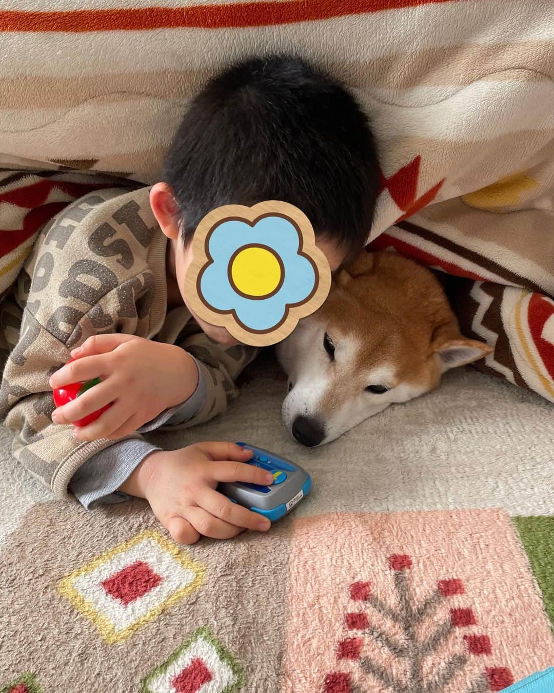 高橋みゆきのインスタグラム：「癒しの2人🥰朝のヨーグルト自分が食べた後クラ吉にあげてるよ🐶 #クラ吉 #6歳 #柴犬 #一緒にTV見てる」