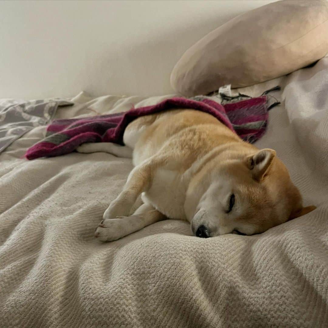 マル子のインスタグラム：「おててクロス寝💤  #マル子  #おててクロス寝  #昨日は長い時間お留守番ご苦労様　 #おかげで楽しかったよ」