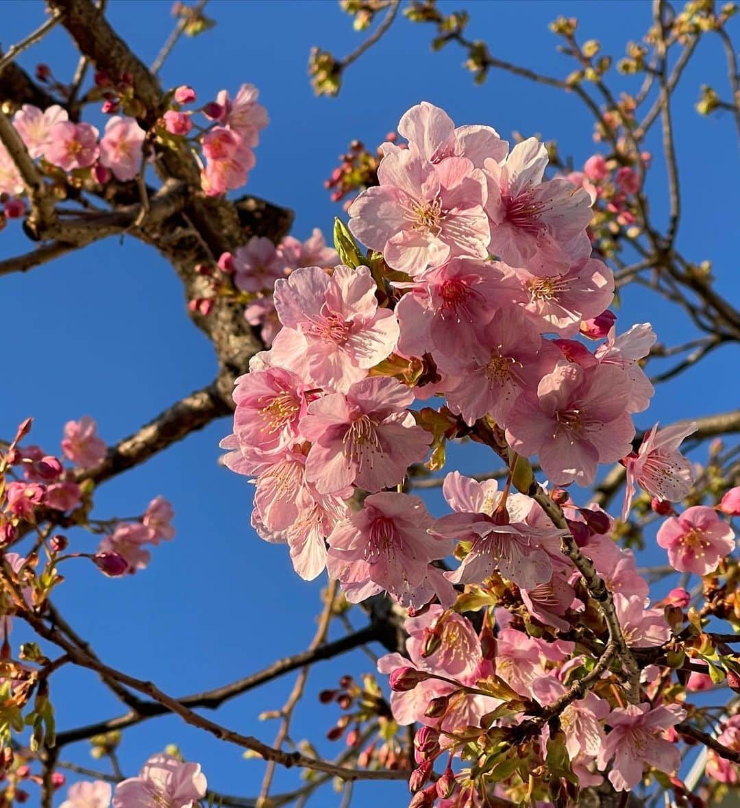 Warehouse TERRADA 寺田倉庫さんのインスタグラム写真 - (Warehouse TERRADA 寺田倉庫Instagram)「春の訪れ  Spring is coming closer to the Tennoz area.  天王洲キャナルイーストエリアに春を感じる花が咲き始めました。 まだ外気は冷たいのですが、青空と鮮やかな花の色が華やいだ雰囲気です。  #寺田倉庫 #warehouseterrada #天王洲アイル #天王洲 #tennoz #キャナルイースト #運河 #canal #ボードウォーク #ボンドストリート #お散歩 #桜 #東京  #河津桜 #cherryblossoms」2月15日 19時49分 - warehouse_terrada