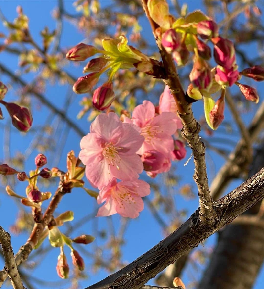 Warehouse TERRADA 寺田倉庫のインスタグラム：「春の訪れ  Spring is coming closer to the Tennoz area.  天王洲キャナルイーストエリアに春を感じる花が咲き始めました。 まだ外気は冷たいのですが、青空と鮮やかな花の色が華やいだ雰囲気です。  #寺田倉庫 #warehouseterrada #天王洲アイル #天王洲 #tennoz #キャナルイースト #運河 #canal #ボードウォーク #ボンドストリート #お散歩 #桜 #東京  #河津桜 #cherryblossoms」