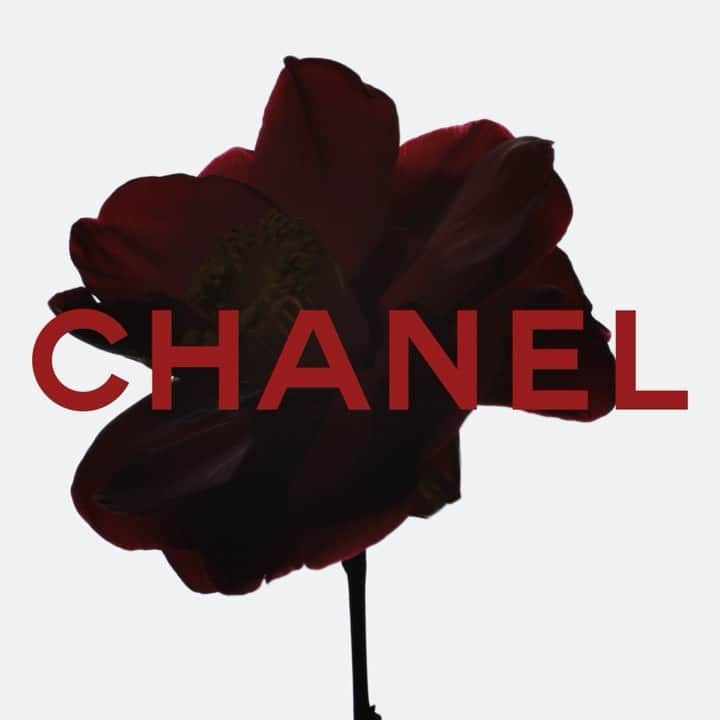 新井貴子のインスタグラム：「N°1 DE CHANEL is an eco-responsible holistic, anti-aging beauty line formulated with red camellia extract.  肌を外的ストレスから守りながらビューティエナジーを肌へ届ける新世代のエイジングケア。  @chanel.beauty  #N1DECHANEL   ♥️」