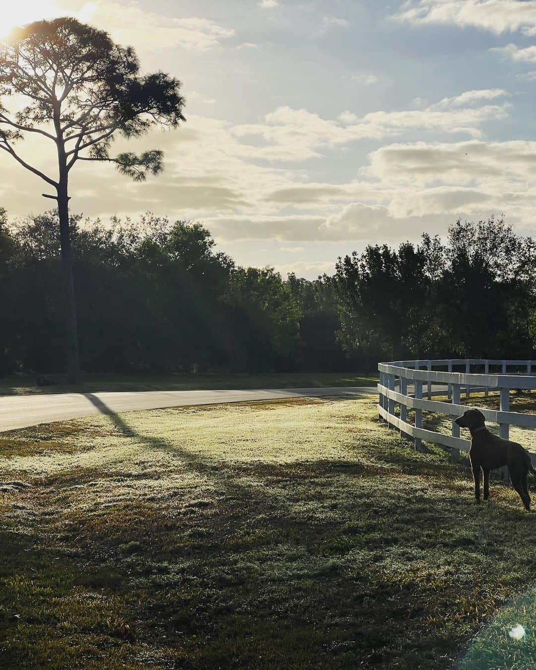 ローレン・マイコラスのインスタグラム：「Mornings with Ruby ☀️ 🌳 🦅」