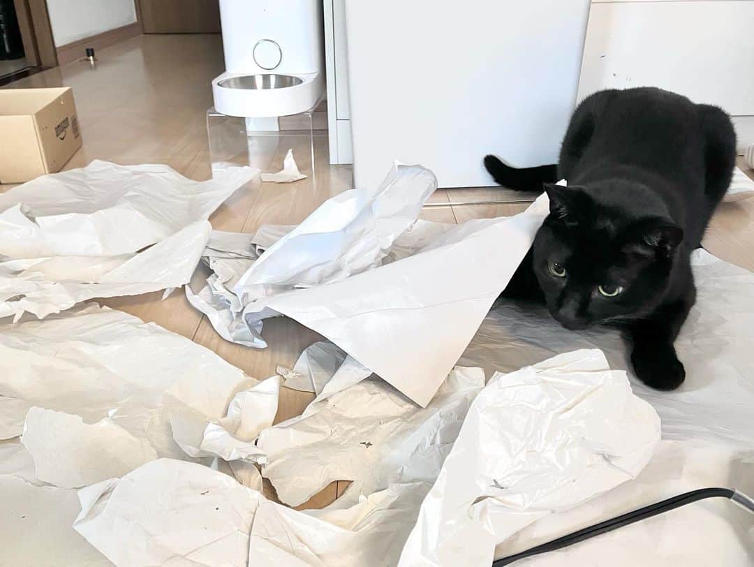 しおやてるこさんのインスタグラム写真 - (しおやてるこInstagram)「昨日午前中大暴れして存分に散らかしたネコチャン…📃💥🐈‍⬛💨💨💨何度も紙（荷物の緩衝材として入っていた紙）に突っ込んで噛んだり破いたり蹴りを入れたりして遊んでた。楽しかったみたいでよかったね！最後の画像は満足げなネコチャンw #黒猫 #猫がいる生活」2月16日 8時37分 - shiochin1129