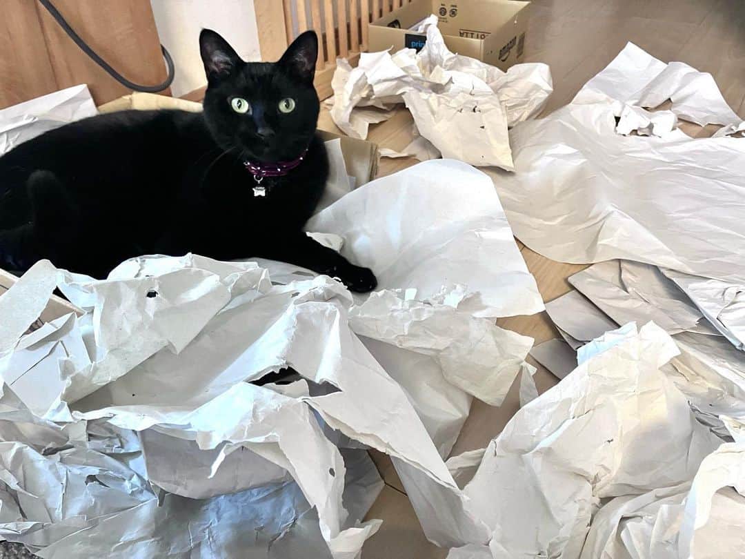 しおやてるこさんのインスタグラム写真 - (しおやてるこInstagram)「昨日午前中大暴れして存分に散らかしたネコチャン…📃💥🐈‍⬛💨💨💨何度も紙（荷物の緩衝材として入っていた紙）に突っ込んで噛んだり破いたり蹴りを入れたりして遊んでた。楽しかったみたいでよかったね！最後の画像は満足げなネコチャンw #黒猫 #猫がいる生活」2月16日 8時37分 - shiochin1129