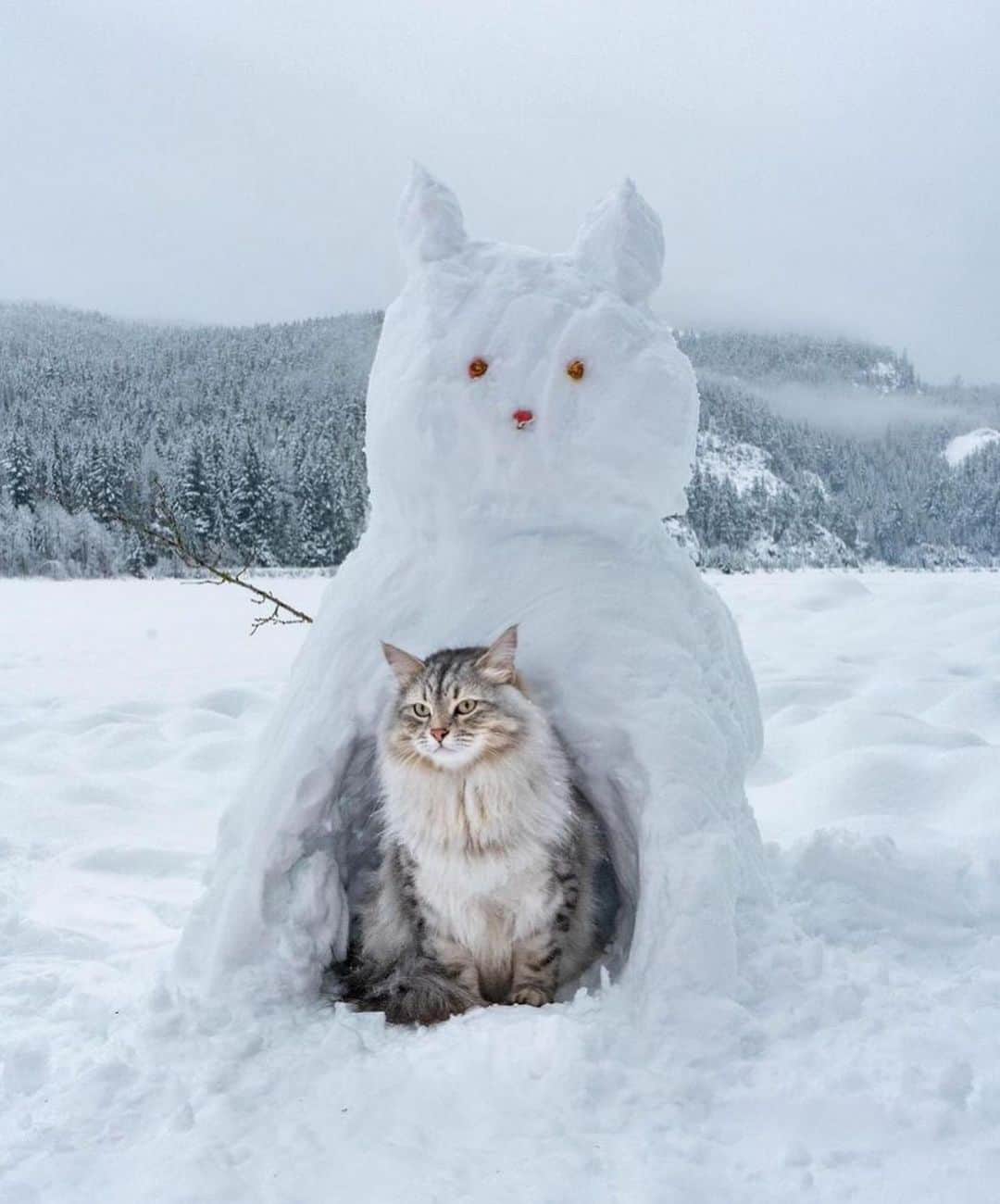 Bolt and Keelさんのインスタグラム写真 - (Bolt and KeelInstagram)「Does your adventrapet love the snow? 🐾 Reinhardt and Perseus sure do and they made an awesome snowcat!☃️❄️  @adventrapets ➡️ @siberian_reinhardt  —————————————————— Follow @adventrapets to meet cute, brave and inspiring adventure pets from all over the world! 🌲🐶🐱🌲  • TAG US IN YOUR POSTS to get your little adventurer featured! #adventrapets ——————————————————」2月16日 0時30分 - adventrapets