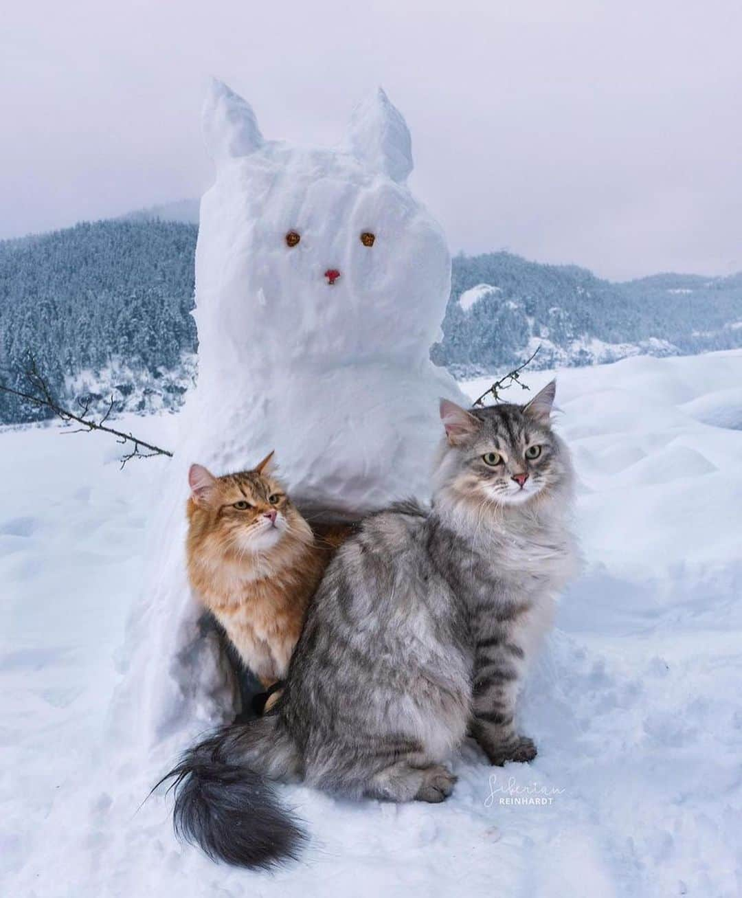 Bolt and Keelのインスタグラム：「Does your adventrapet love the snow? 🐾 Reinhardt and Perseus sure do and they made an awesome snowcat!☃️❄️  @adventrapets ➡️ @siberian_reinhardt  —————————————————— Follow @adventrapets to meet cute, brave and inspiring adventure pets from all over the world! 🌲🐶🐱🌲  • TAG US IN YOUR POSTS to get your little adventurer featured! #adventrapets ——————————————————」