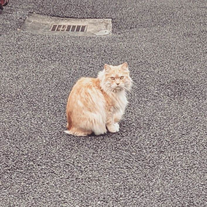 植木嵩行のインスタグラム：「#めっかわ」