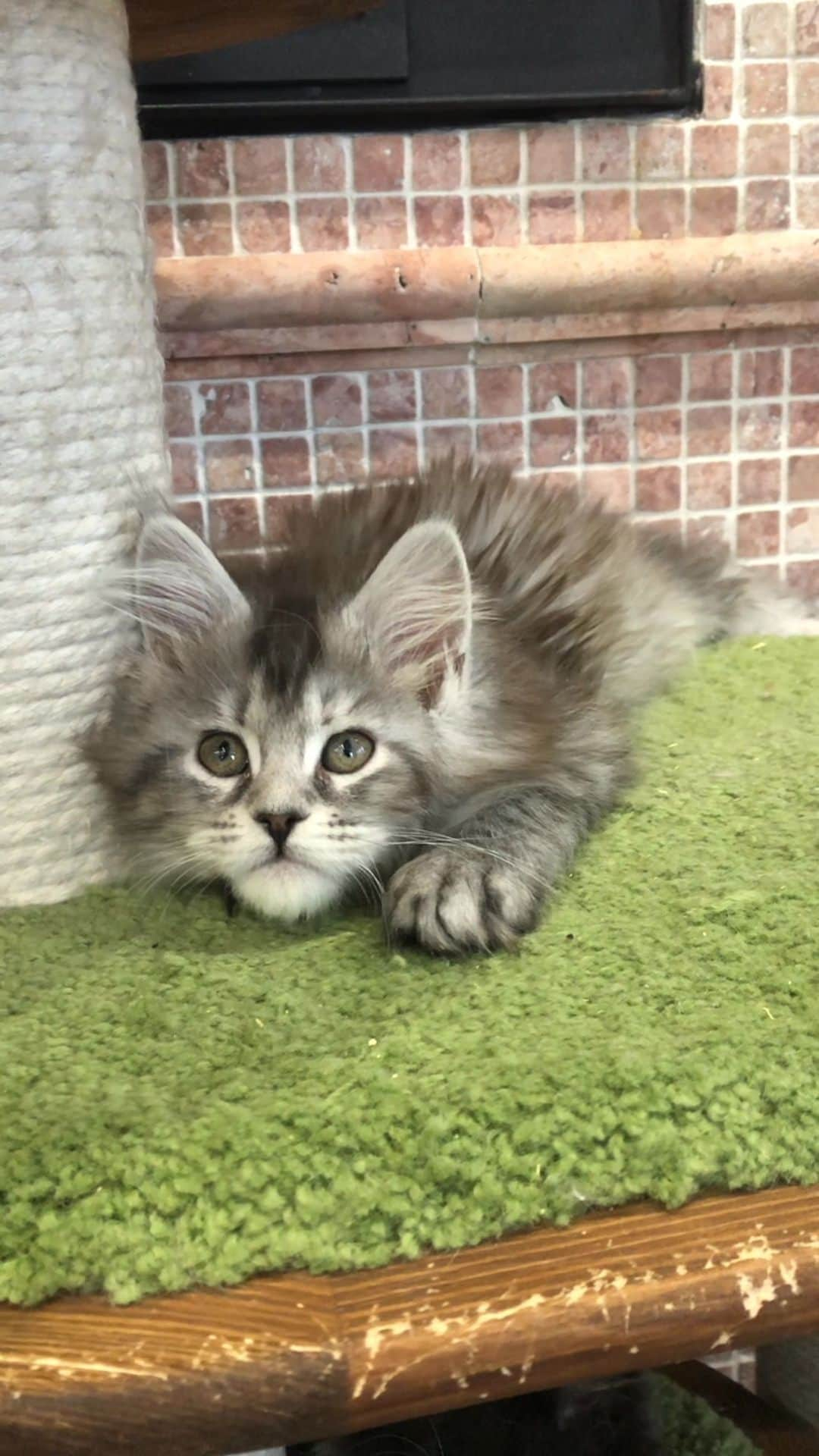 МейнКун MaineCoon Питомникのインスタグラム：「Belle❤️」