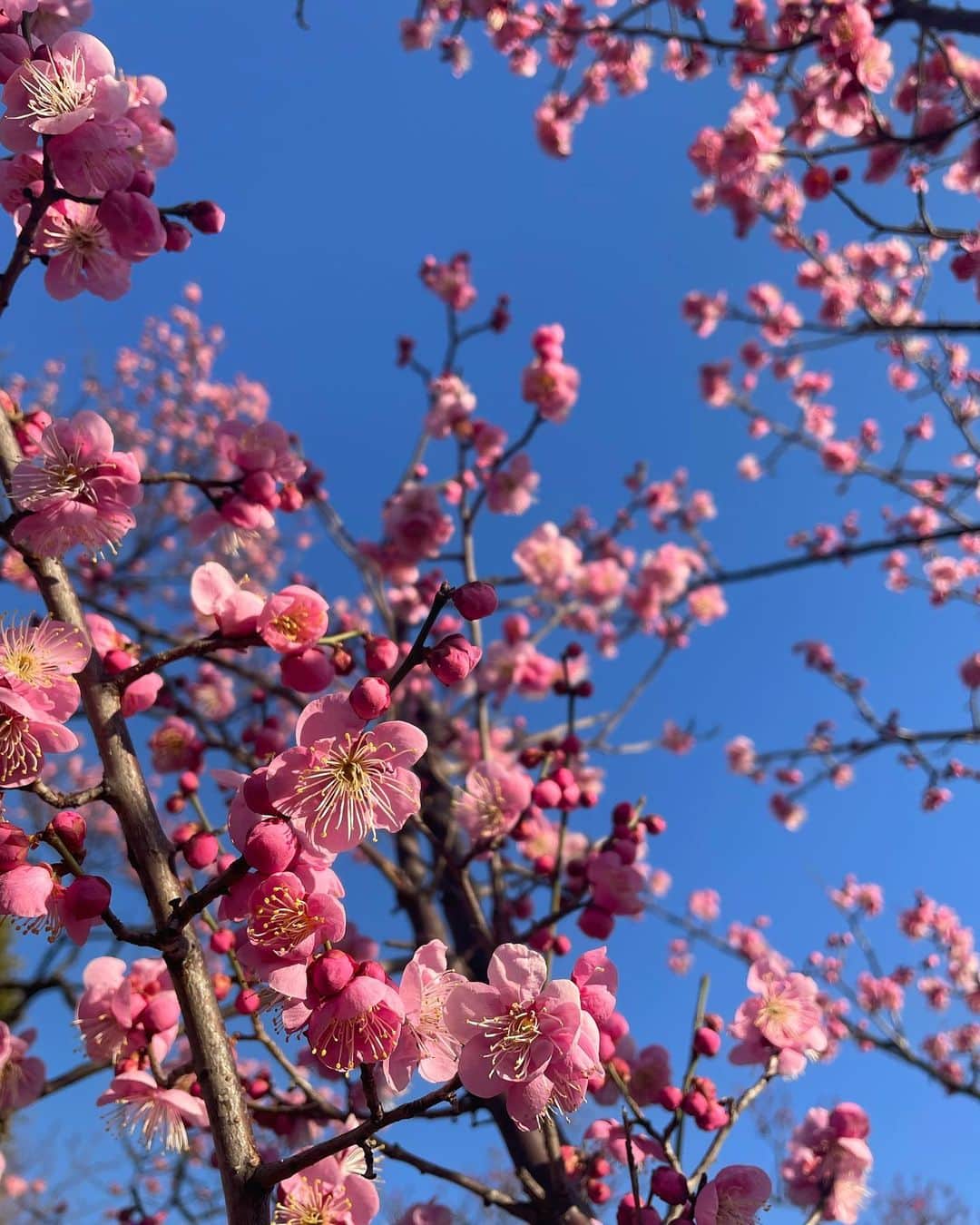 桜咲彩花のインスタグラム