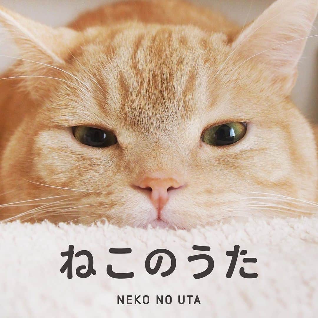ぷーさんのインスタグラム写真 - (ぷーInstagram)「ねこの曲を集めたコンピレーションアルバム「ねこのうた」のジャケットに起用していただきました🐈🎶  猫好きにはたまらないと思うので是非〜🐾  #ぷーちゃんの歌声もどうぞ #クラッキング #ねこのうた  ねこのうた（日本コロムビア） 1　モイカウニカ／近藤研二 2　10センチ／加藤千晶とガッタントンリズム 3　肩のりねこのチッタン／ケロポンズ 4　猫町オーケストラ／山田稔明 5　キャット／鈴木 弘（トロンボーン） 6　ネコニャンたいそう／新沢としひこ 7　ひなたのこねこ／ケロポンズ 8　ねこのパンツ／ON’S 9　ロンサム・キャット／渡辺香津美（ギター） 10　ペジエ／近藤研二（ギター） 11　眠る猫／イノトモ 12　ポチの子守唄／山田稔明  ＜商品情報＞　ねこのうた　COKM-44151 2023年1月18日（水）配信開始」2月16日 11時25分 - pooh0403