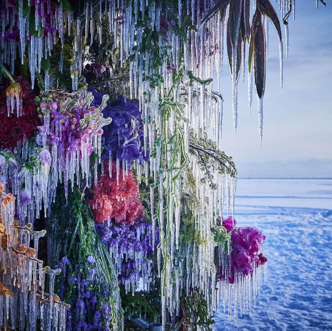 椎木俊介さんのインスタグラム写真 - (椎木俊介Instagram)「Frozen Flowers (2023)  #azumamakoto #makotoazuma #shiinokishunsuke #amkk #amkkproject #botanicalsculpture #todowara #hokkaido #theendoftheworld #東信 #東信花樹研究所 #トドワラ #野付半島」2月16日 12時28分 - shiinokishunsuke