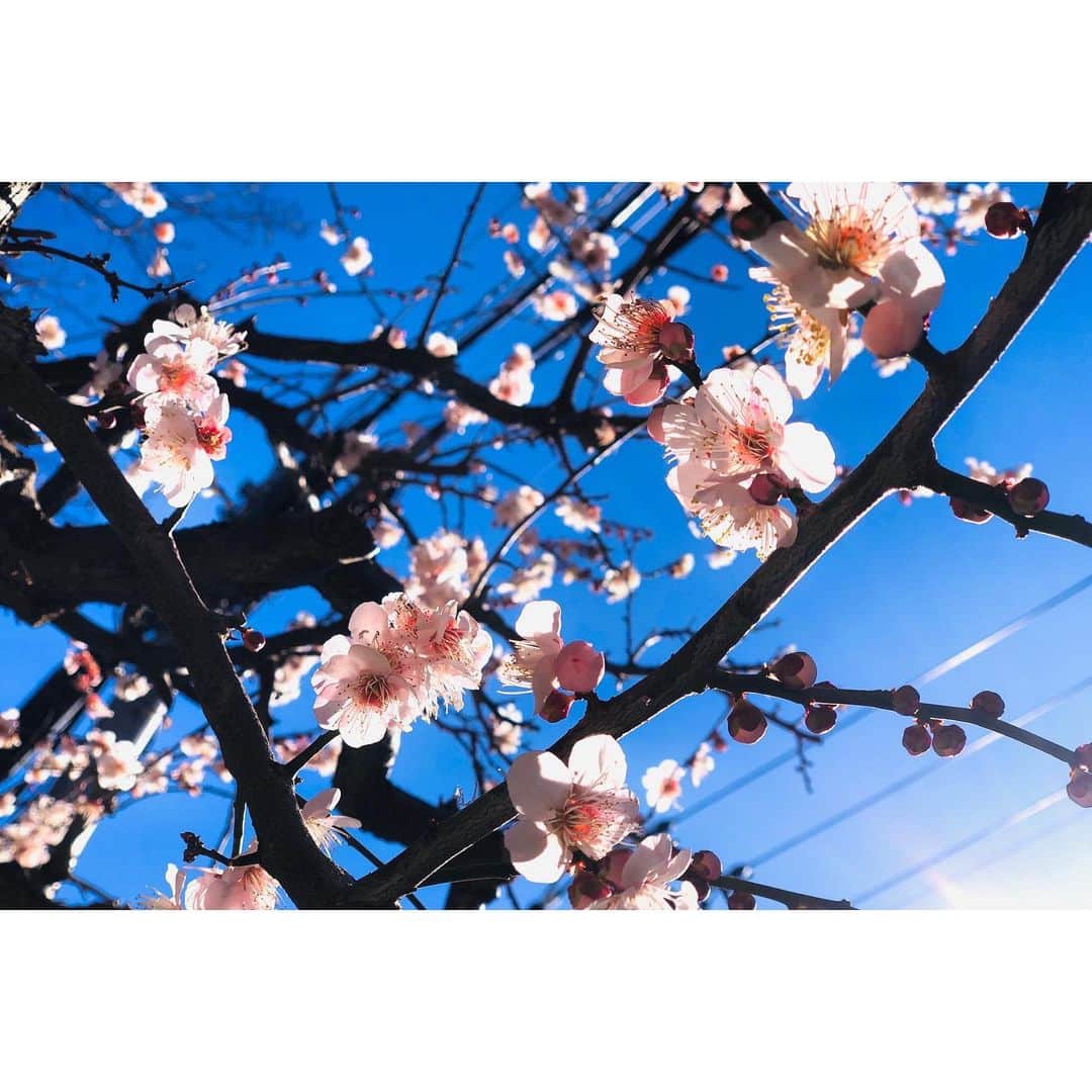永池南津子さんのインスタグラム写真 - (永池南津子Instagram)「今日の朝んぽ。 冷えた空気に耳が痛いほどだったけれど、青空と梅の花のコントラストが美しくて春を感じます。 桜の蕾も膨らんできてましたよ。 今年の春ももうすぐそこ。 #あさんぽ #春の気配 #青空 #spring #春 #永池南津子 #鼻の頭赤い」2月16日 12時52分 - natsuko_nagaike