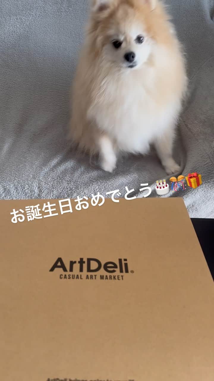 YO!YO!YOSUKEのインスタグラム：「2月16日はぽん太さんのお誕生日🎂🎉🎊  12歳になりました✨  永遠のアイドルです🐕✨  #ポメラニアン #癒し #愛犬 #ペット」