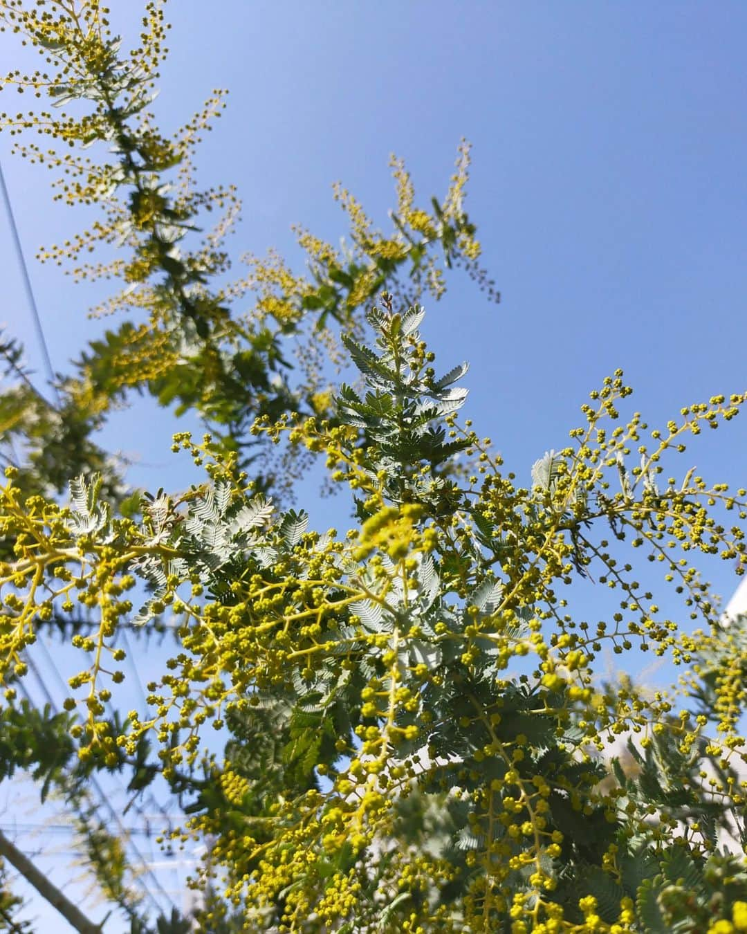 常盤貴子さんのインスタグラム写真 - (常盤貴子Instagram)「よく晴れた東京。  鉢植え時代は暴れん坊で手に負えずあまり好きになれなかったミモザ。 地植えしてみたら、暴れん坊も気にならず、You、もっとやっちゃいなよ！とすら思ってしまう不思議♫  ミモザは花が開く前の今が一番好き。  去年植えたキンカンも小ぶりながらも実が付き…収穫✨ 美味しいっ！ やっぱり肥料とか必要ですか？ どなたかご存知でしたら教えてくださいませ。  #ミモザ  #キンカン」2月16日 14時59分 - takakotokiwa_official