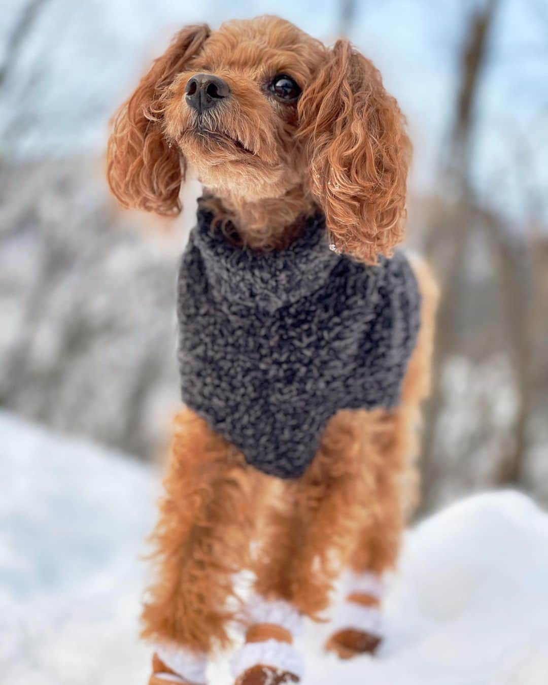 村山和実さんのインスタグラム写真 - (村山和実Instagram)「. 雪ではしゃぐルー❄️  はしゃぎたいけど寒さに震えるマーレ🤧  足が冷たいのが嫌で、靴がないとお散歩したくないラン🥾  わんこだからってみんな雪が好きとは限らないのね🤔❄️  私はというとピコショット(シミ取りレーザー)のかさぶたでそばかす肌みたい😂 雪のレフ板でも隠せないw  6日経った今はかさぶたも取れてうっすら跡が。日焼け対策頑張らねば…！  #いぬすたくらむ  #トイプードル多頭飼い  #トイプードルファミリー  #白馬 #hakuba #toypoodlelove  #toypoodlegram」2月16日 15時03分 - nagomi.murayama