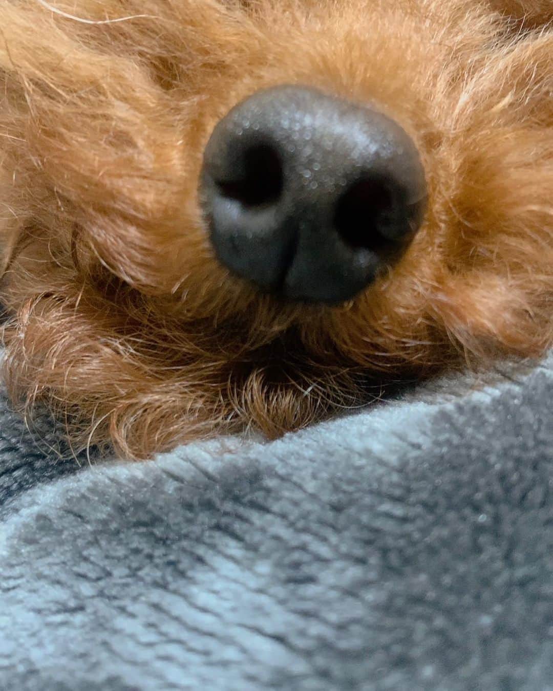 佐藤綾衣さんのインスタグラム写真 - (佐藤綾衣Instagram)「、 愛しい。   #犬  #トイプードル  #いぬすたぐらむ  #きゅん」2月16日 15時15分 - ayagiii1130