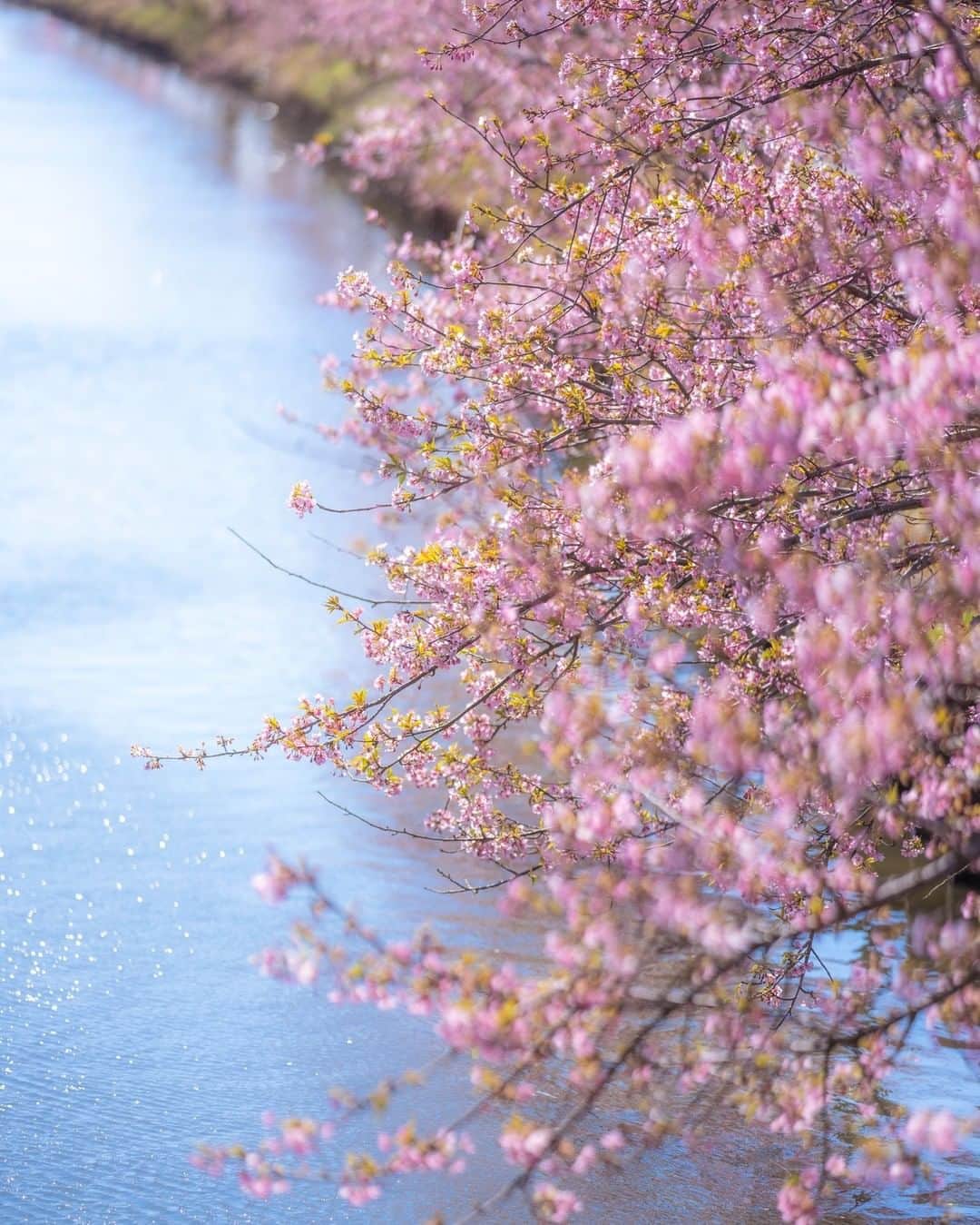 関西電力株式会社のインスタグラム：「＼地域の人の手でできた、春の名所🌸河津桜ロード／ 本日は、三重県松阪市・笠松河津桜ロードからパシャリ📸  毎年２月末ごろから、松阪市を流れる約1,500mの水路沿いに、約350本の「河津桜」を見ることができます。 この桜は地域の人たちの手で植えられたものだそう😳  河津桜は早咲きの桜で、約１か月以上にわたって咲き、ピンク色の大きな花が特徴です。  みなさんオススメの関西のスポットがあれば、コメントで教えてください！  #関西電力　#灯りフォト部 #三重　#河津桜　#桜　#花のある風景　#花見 #日本の絶景　#日本の景色 #関西旅行　#関西観光　#三重旅行　#三重観光 #カメラ好きな人と繋がりたい　#写真好きな人と繋がりたい」