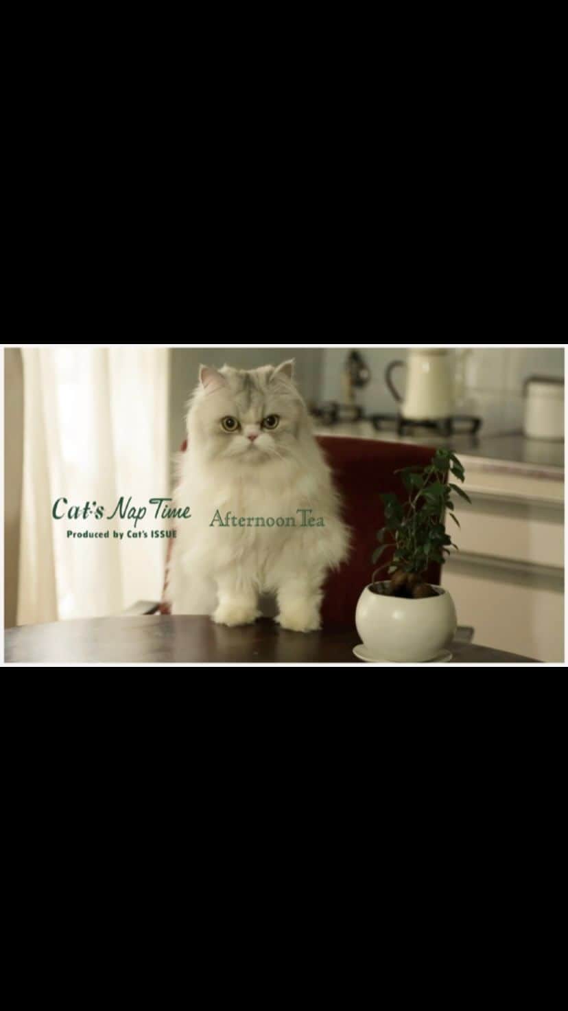 Cat's NapTimeのインスタグラム：「Cat's NapTime第8弾。 今回のテーマは【ROUTINE TO CHERISH YOUR FEELINGS (Cat's NapTime式ルーティン)】 自分の気持ちを大切にしながら暮らす、おなじみのネコたちのさまざまな日常のルーティンをご紹介します。  詳しくはプロフィールのリンクからどうぞ ➡@catsnaptime  ※店舗によって、臨時休業、一部営業時間変更の場合がございます。 各店舗の休業・営業再開・営業時間の変更につきましては、各商業施設のホームページ等でご確認ください。お客様には大変ご不便をおかけし申し訳ございませんが、何卒よろしくお願い致します。  #AfternoonTea #AfternoonTeaLIVING #アフタヌーンティー #アフタヌーンティーリビング #アフタヌーンティーのある暮らし #cats_naptime8 #catsnaptime #cats_naptime #catsissue #ネコ #ねこ #ネコの日 #ねこの日 #ルーティン #ネコのいる暮らし #動画 #ムービー #雑貨」
