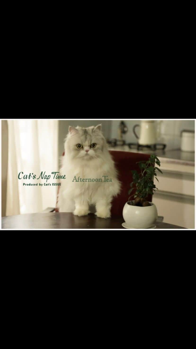 Cat's NapTimeのインスタグラム