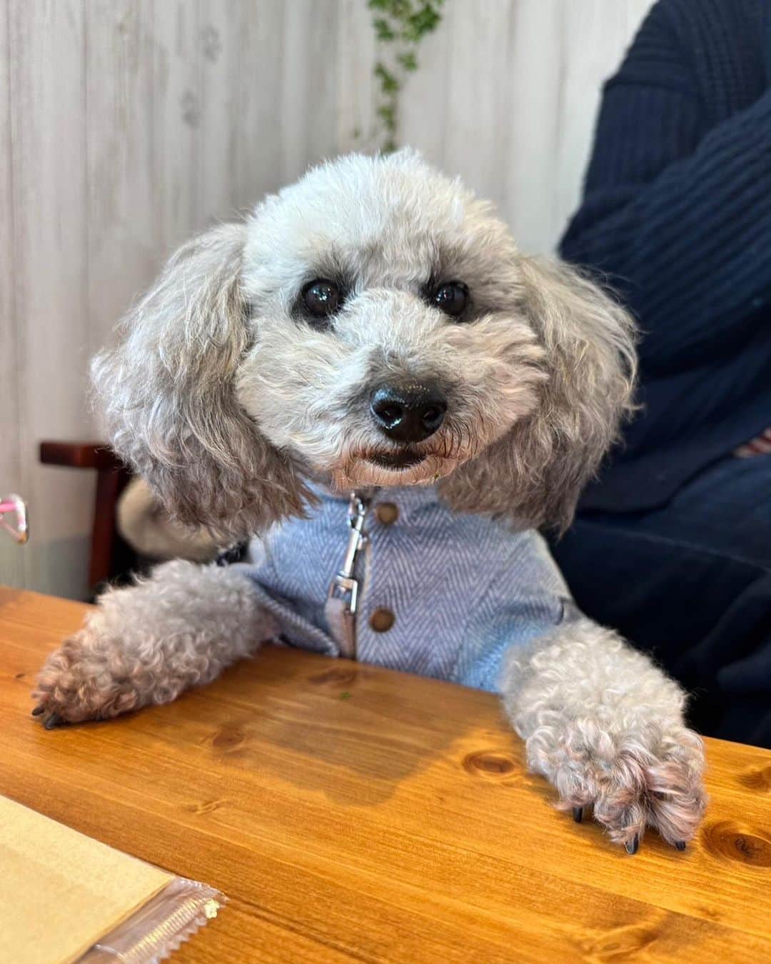 松本ルナのインスタグラム：「きょうもいちにちおつかれちゃまです🐩  まつもと　モジャ子です🐩  はやくびよういんとやらにいって きれいにしてもらいたいなぁとおもう きょうこのごろです🐩  あとすこしでいけるみたいなんだけど もじゃもじゃすぎてまえがみえづらいの🐩  いちまいめは、まだびよういんいきたてのわたし🐩  にまいめは、もうモジャ子にへんしんしちゃったよ😂  それでね、さんまいめはね、 かほごなおねぇちゃんとおかあさんが さむいからって、いつも、 もうふをぐるぐるまきにして さんぽにつれていってくれるの。  だけど、ここだけのはなし、  ちょっとだけうごきづらいよ。  あしたも、おうちのけいびまかされてるから あそんでねます🐩✨  みんなもいいゆめみてね🐩❤️  #もあにっき #いぬのきもち  #🐩 #かんじ #べんきょうちゅう  #おねぇちゃんは #おふろ」