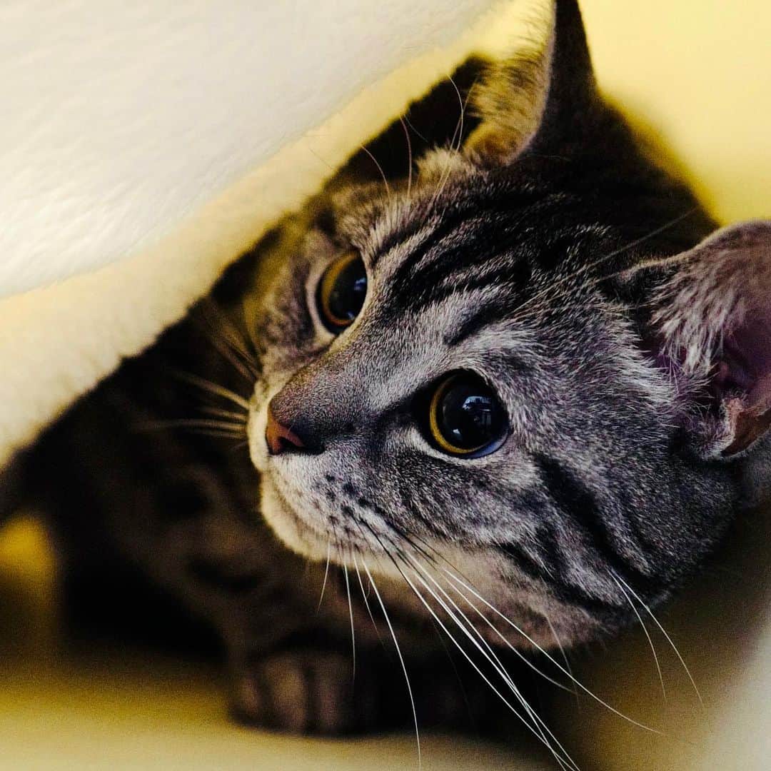 のインスタグラム：「かくれんぼがお好きなようで ・ ・ ・ ・ ・ @munchkin_tsun  ・ ・ ・ ・ ・ #猫 #ねこ #マンチカン  #munchkin #cat #cats  #catstagram #catlovers #catlife #猫好きさんと繋がりたい #猫のいる暮らし #にゃんすたぐらむ #猫すたぐらむ #にゃんだふるらいふ #ねこちゃんホンポ #にゃんグラム #고양이 #catstgram_japan #ilovecats #cats_of_instagram #catsofinstagram #cats_of_world #lovecats」