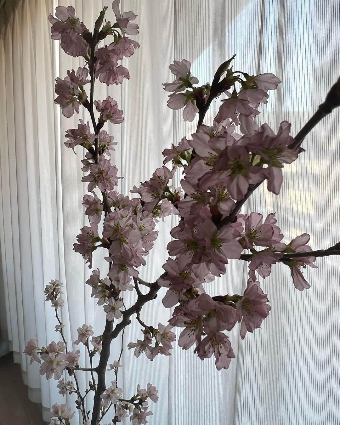 宮崎絹子さんのインスタグラム写真 - (宮崎絹子Instagram)「早く春にならないかな〜🌸 お散歩行くと ちょっとずつ桜が咲いて いろんなお花に蕾がついて かわいい💕 おうちにも桜買ってきた🌸🤍✨」2月17日 13時02分 - babykiy