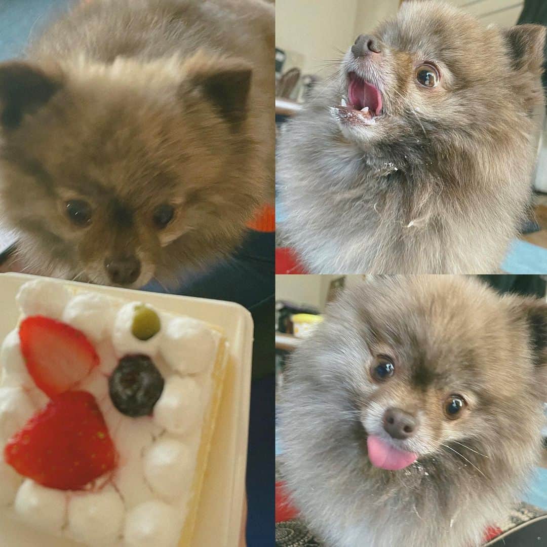 松山メアリのインスタグラム：「Happy Birthday to きび💐  6さい、おめでとう！ うまれてきてくれてありがとう❤︎  お誕生日のケーキを食べて大満足なきびです🎂  #20230217 #happybirthday  #pomeranian」