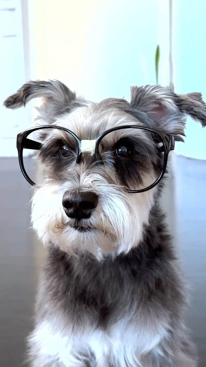 Remix the Dogのインスタグラム：「Accountant for hire 🤓  #dogsofinstagram #perro #cachorro #puppylove」