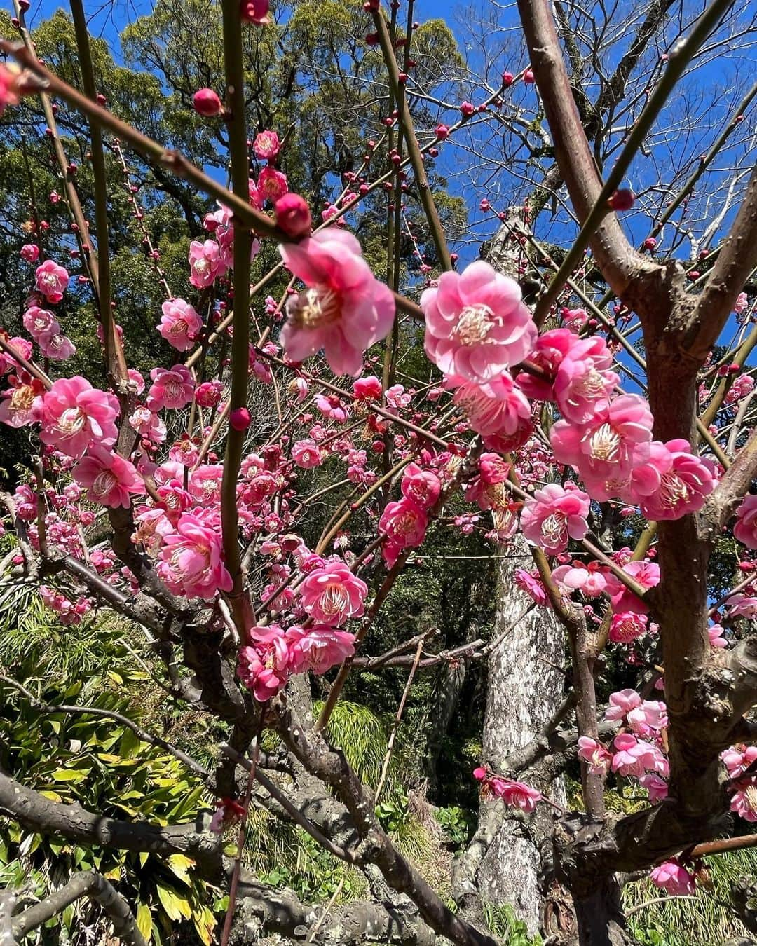 星名美津紀さんのインスタグラム写真 - (星名美津紀Instagram)「はじめての鹿児島県🌸 #仙巌園 からの#桜島 ⛰  桜と梅が満開🥰 もうすぐ春です🌸」2月17日 11時03分 - hoshina_mizuki